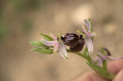 Ophrys exaltata arachnitiformis