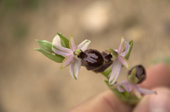 Ophrys exaltata arachnitiformis