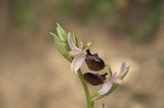 Ophrys exaltata arachnitiformis
