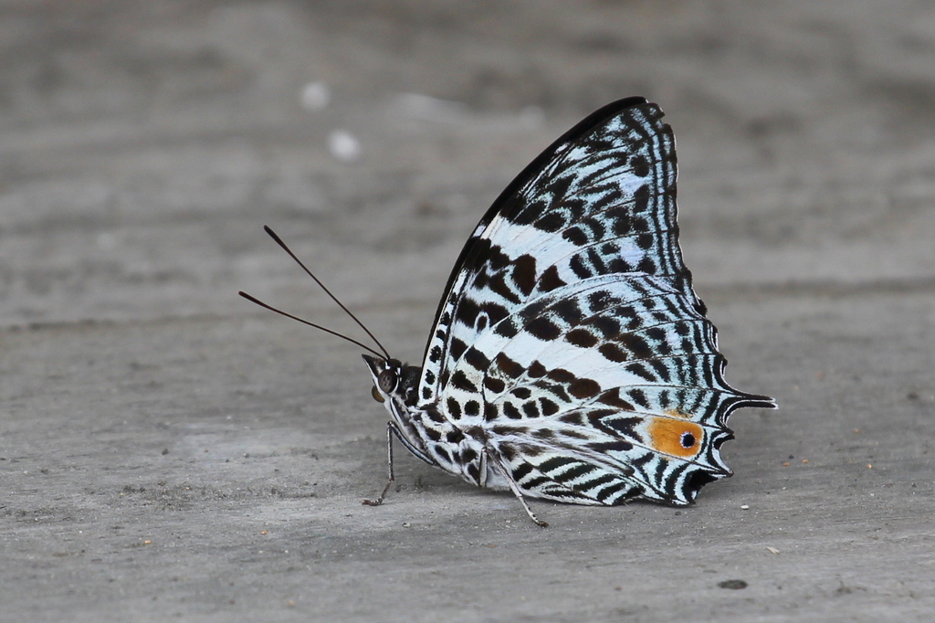 Baeotus deucalion