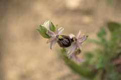 Ophrys exaltata arachnitiformis