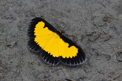 Xanthyris flaveolata