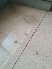 Hemidactylus platyurus