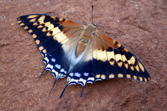 Charaxes saturnus saturnus