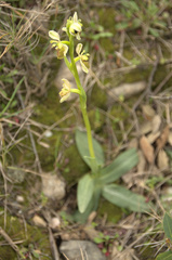 Ophrys exaltata arachnitiformis