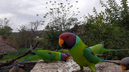 Plum-headed Parakeet (Psittacula cyanocephala)