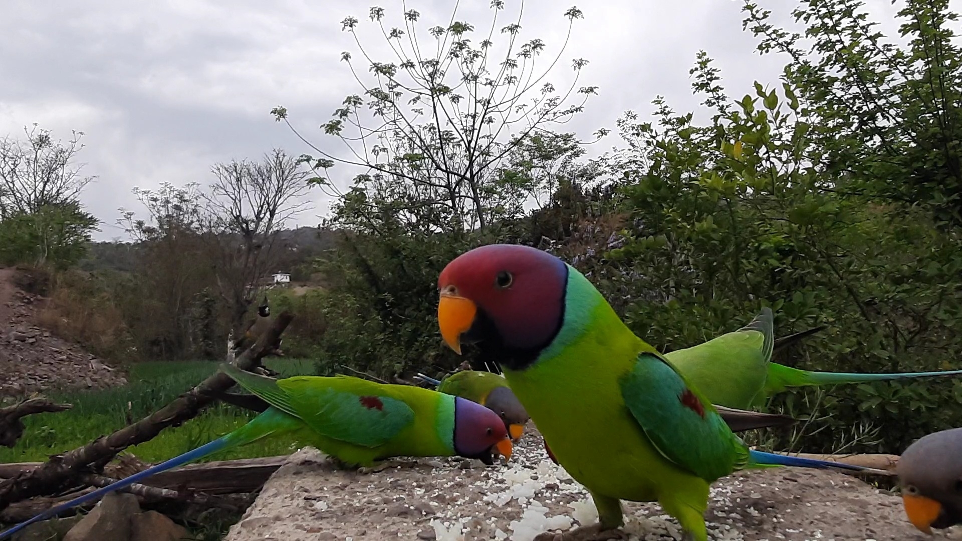 Plum-headed Parakeet (Psittacula cyanocephala)