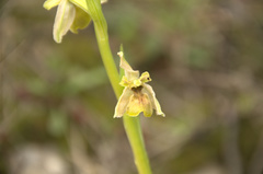 Ophrys exaltata arachnitiformis