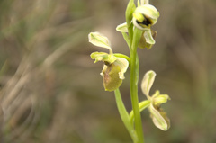 Ophrys exaltata arachnitiformis