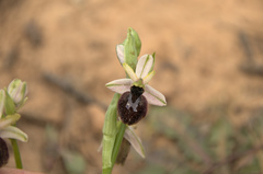 Ophrys exaltata arachnitiformis