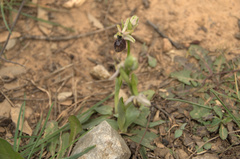 Ophrys exaltata arachnitiformis