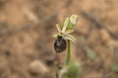 Ophrys exaltata arachnitiformis