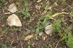 Ophrys exaltata arachnitiformis
