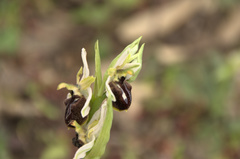 Ophrys exaltata arachnitiformis