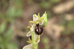Ophrys exaltata arachnitiformis