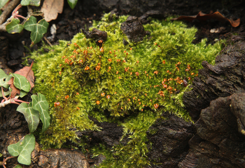 Brachytheciastrum velutinum