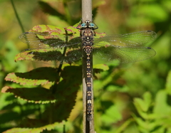 Austroaeschna parvistigma