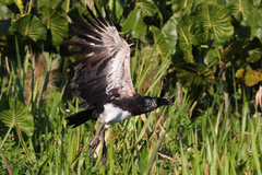 Horned Screamer photo 3