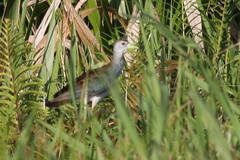 Porphyrio flavirostris