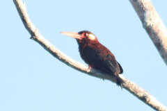 Galbalcyrhynchus leucotis