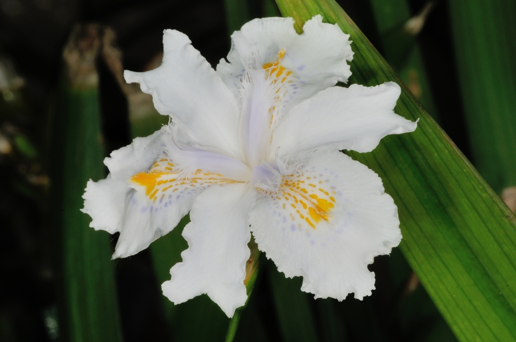 Iris Crestado (Iris japonica) · NaturaLista Colombia