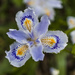 Iris japonica - Photo (c) Marz88,  זכויות יוצרים חלקיות (CC BY-NC-SA)