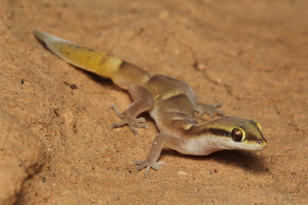 Banded Dwarf Gecko