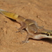 Microgecko helenae helenae - Photo (c) a_f_r, some rights reserved (CC BY-NC), uploaded by a_f_r