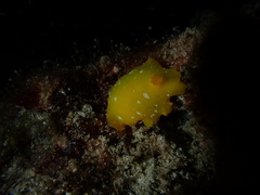 Doriopsilla carneola