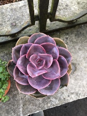 Echeveria gibbiflora × potosina