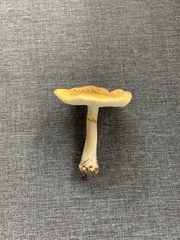 Amanita flavella