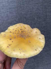 Amanita flavella
