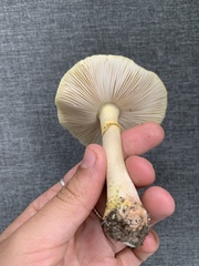 Amanita flavella