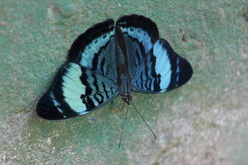 Procilla Beauty