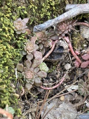 Sedum glaucophyllum
