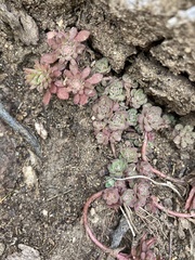 Sedum glaucophyllum