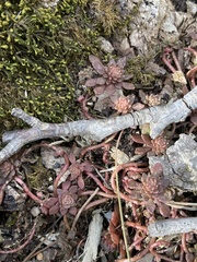 Sedum glaucophyllum