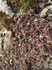 Sedum glaucophyllum