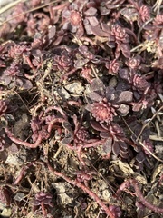 Sedum glaucophyllum