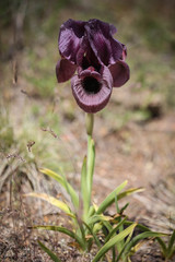 Iris basaltica