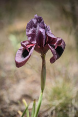 Iris basaltica