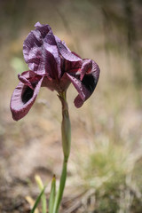 Iris basaltica