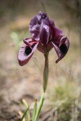 Iris basaltica