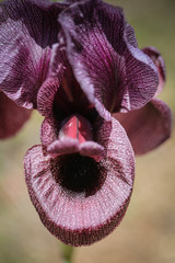 Iris basaltica