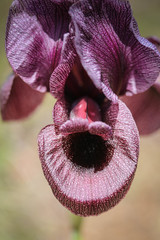 Iris basaltica