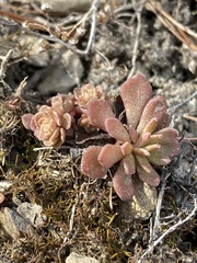 Sedum glaucophyllum