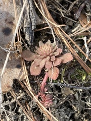 Sedum glaucophyllum
