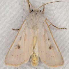 Agrotis vetusta