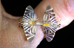 Spilomela perspicata