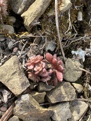 Sedum glaucophyllum